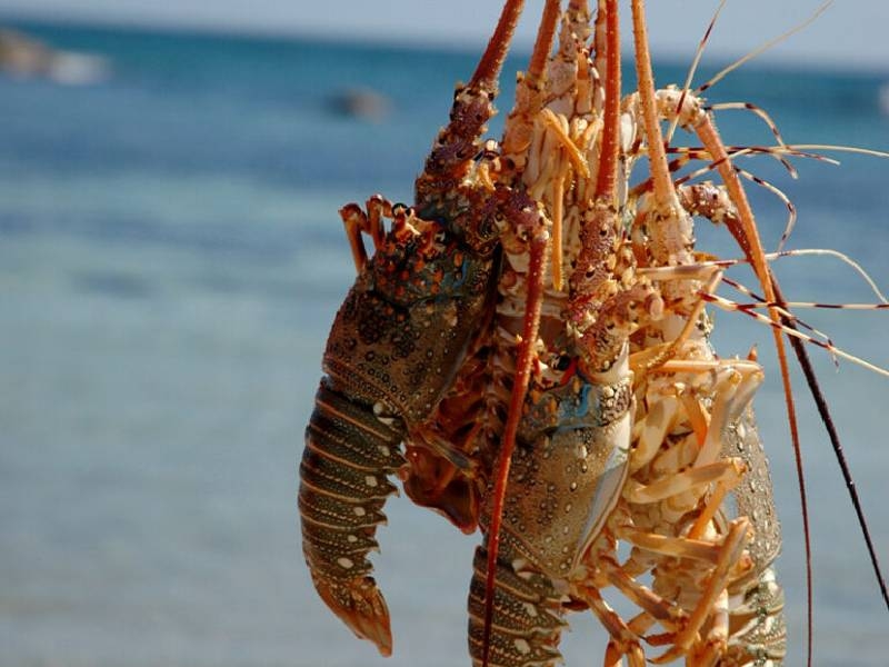 No new seafood retail licences in Oman for one year