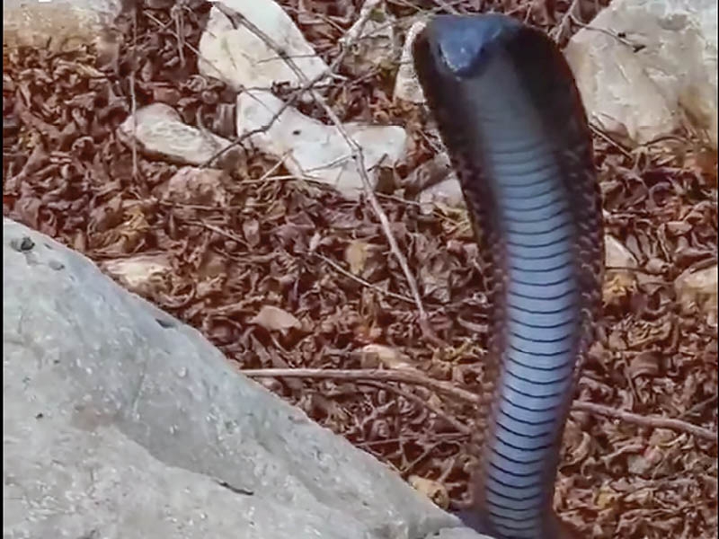 Black cobra recorded in Oman for first time