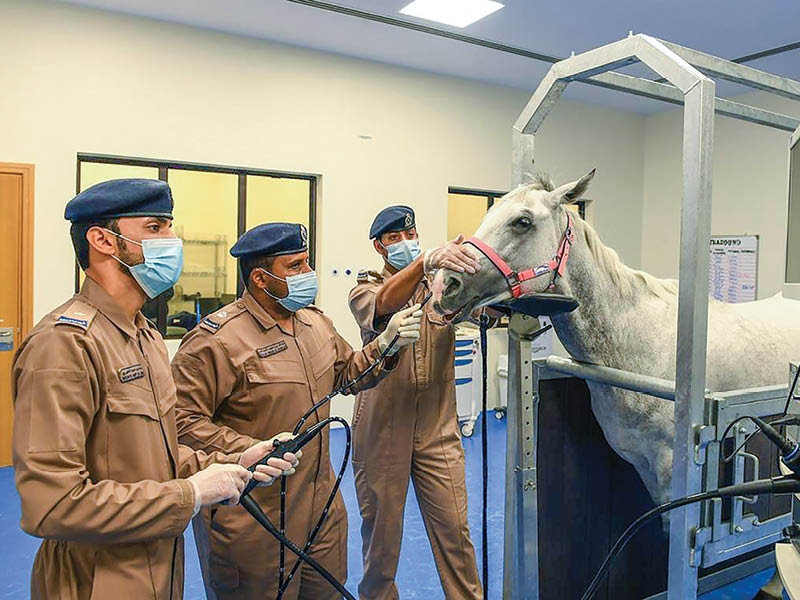 ROP study on Arabian horses wins global acclaim