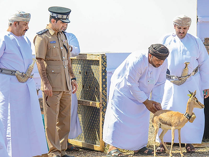 Environment Authority launches gazelle rehabilitation project