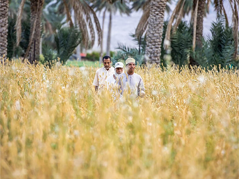 Oman sees strong start to 2025 wheat harvest season