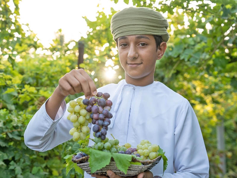 MAFWR expands model grape farming in N Sharqiyah