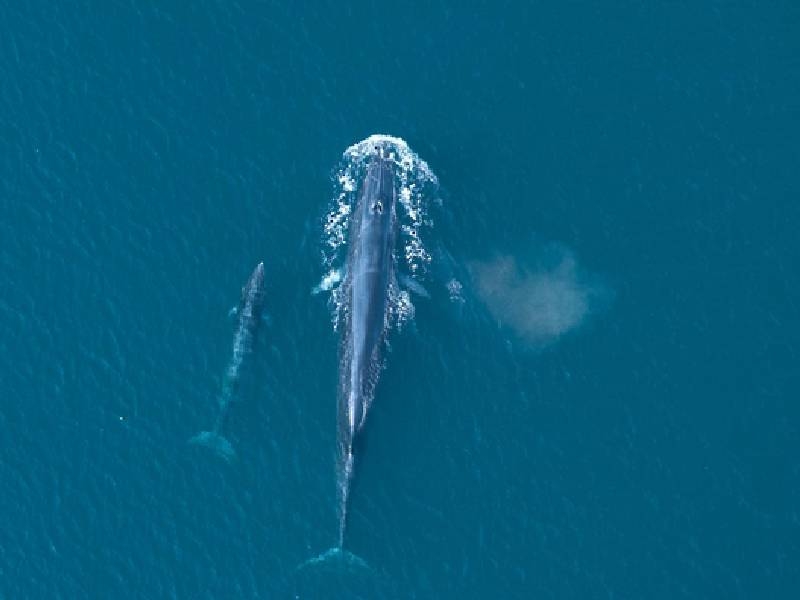 Bryde's whale sighted in Musandam for first time