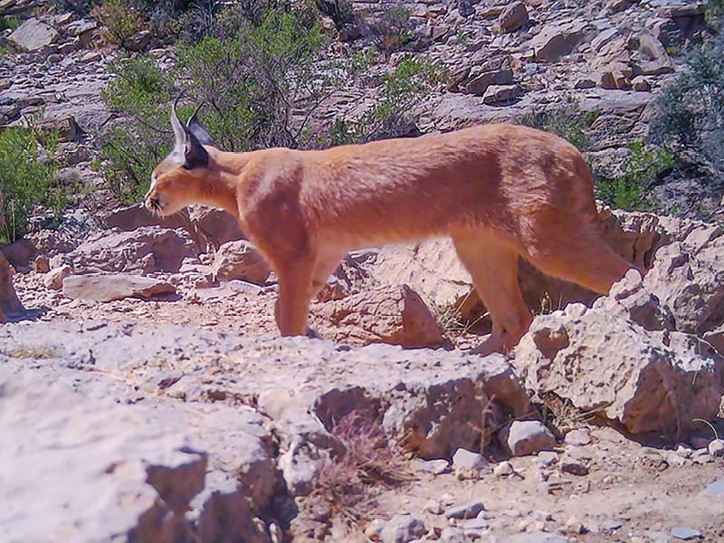 Dakhliyah sees return of rare species amid conservation gains