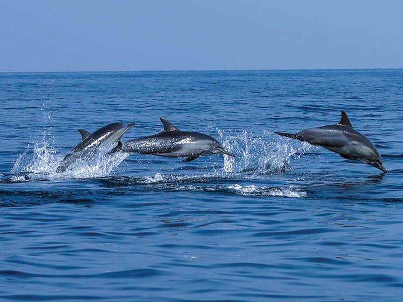 EA records 37 marine mammal sightings in Musandam