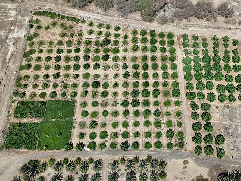 Sweet harvest: Omani farmer's fig venture bears fruit in Mahdha