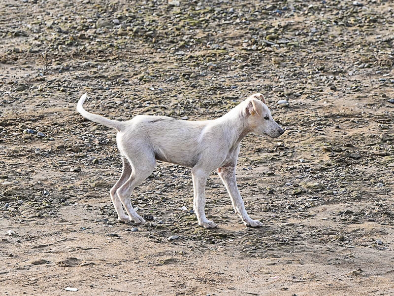 Stray animals initiative in Muscat ‘Rifq' wins public support