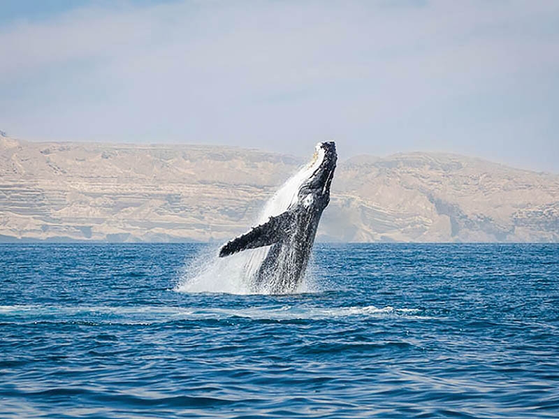 Oman plans management for Arabian Sea humpback whales
