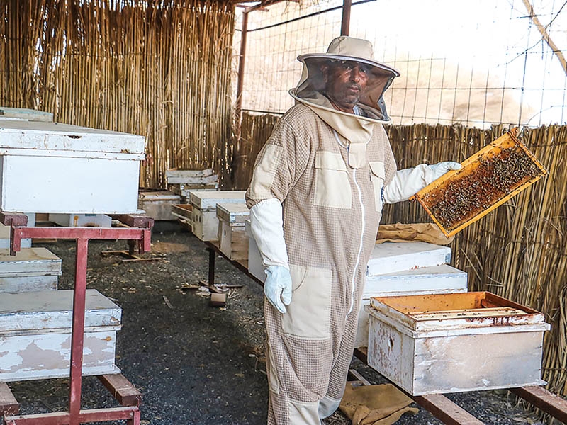 Oman's beekeepers harvest 3 tonnes of honey in Manah