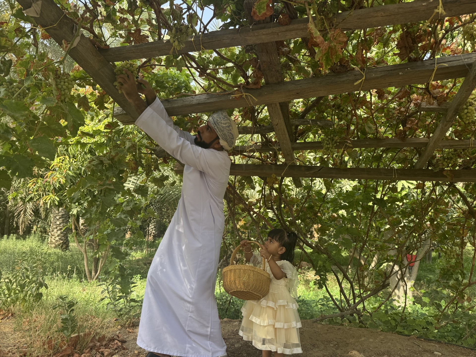 2,600 Grape Trees in Yanqul Yield Summer Harvest