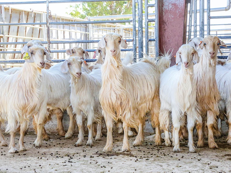 Oman ensures steady supply of livestock ahead of Eid