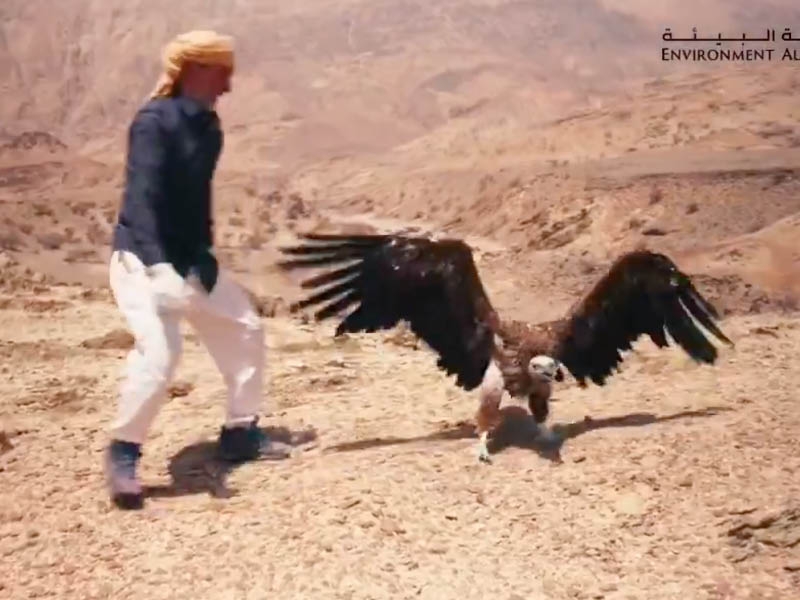 Endangered vulture rehabilitated at Wadi Sireen Nature Reserve