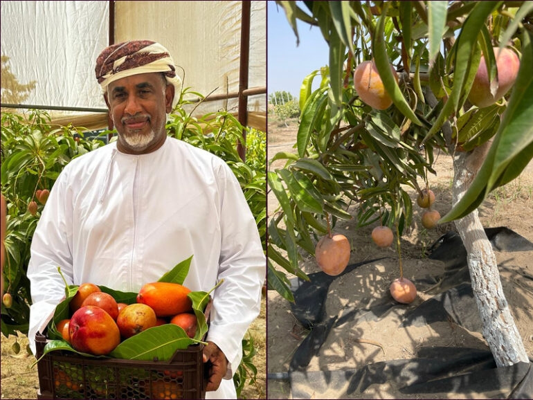 Mango exhibition kicks off in Muscat on Thursday