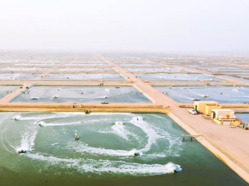 24 integrated aquaculture farms granted licences in Oman in 2024