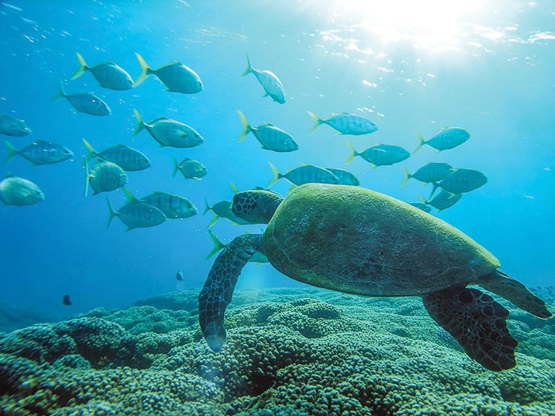 Oman to mark World Oceans Day, focus on marine conservation