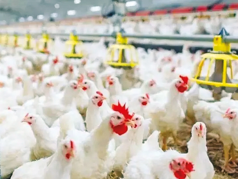 Oman lifts ban on poultry imports from parts of Europe