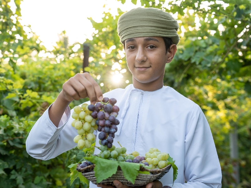 Grape festival in North Sharqiyah targets farming innovation