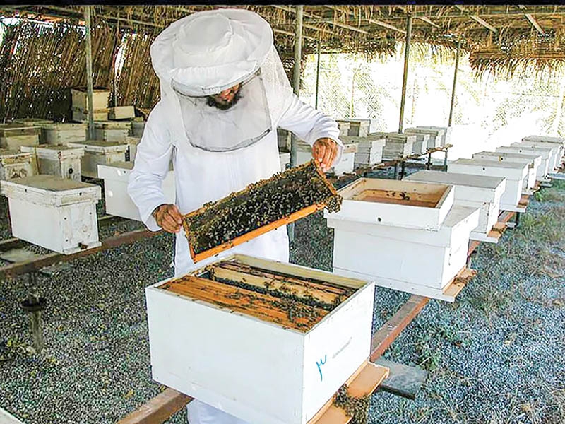 MAFWR moves to boost honey industry