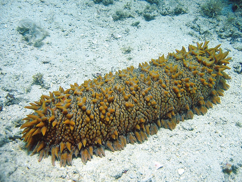 Sea cucumber fishing banned in Oman till 2030