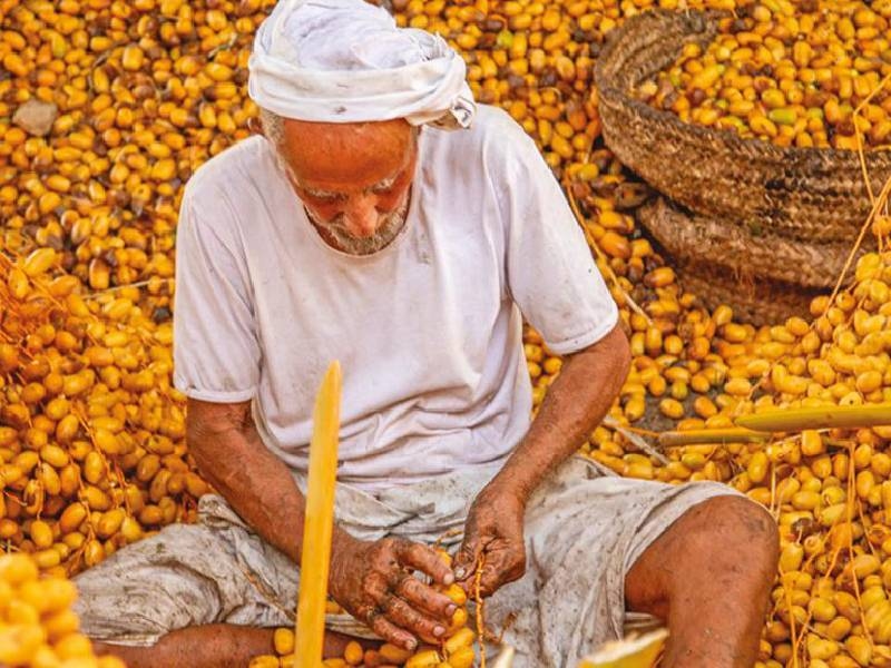 First Omani Rutab Festival to celebrate culture, farming and tourism