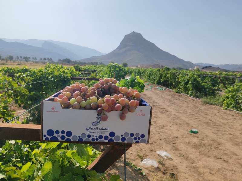 Tanuf grape farm boosts Oman's food security, eyes export