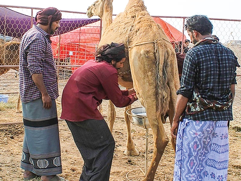 Camel milking competition celebrates Omani heritage in Dhofar