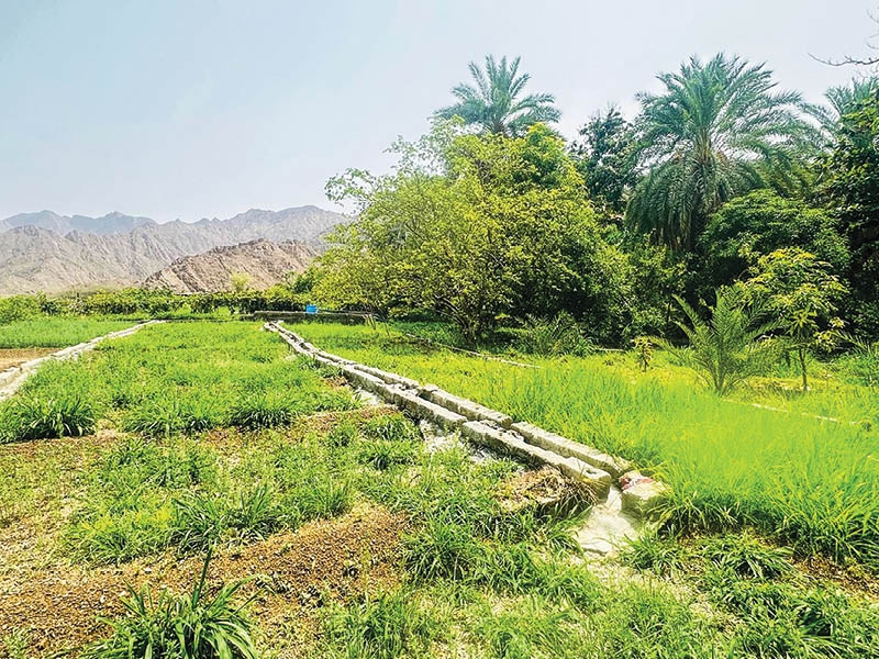 14 new investment projects in agriculture in N Sharqiyah