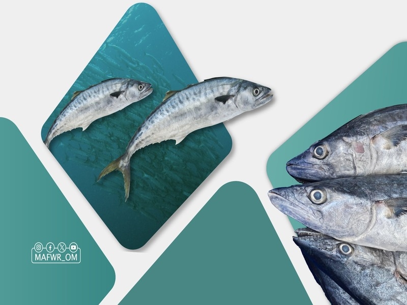 MAFWR imposes two-month ban on Kingfish fishing & trading