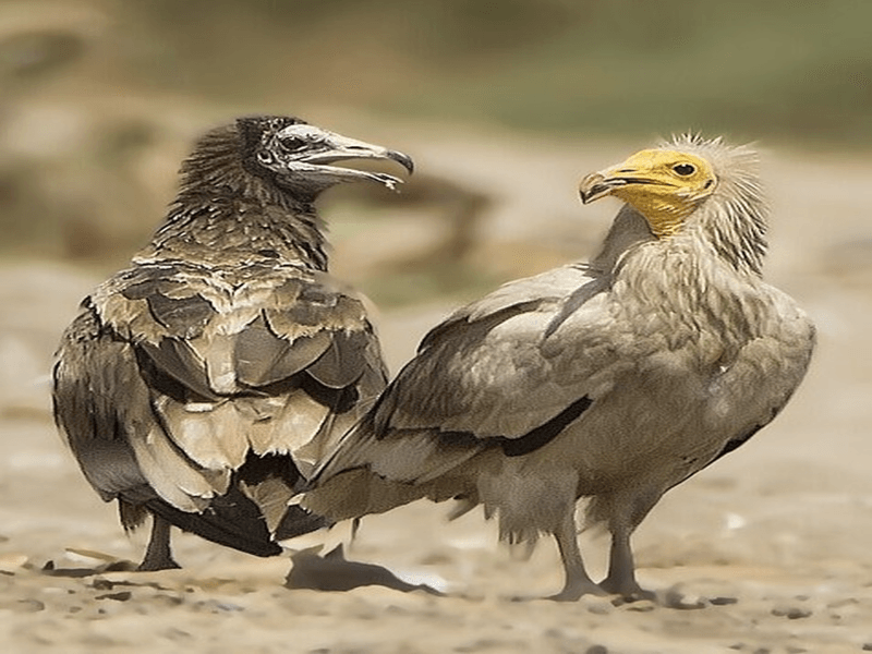 Over 300 endangered Egyptian Vultures spotted in Dima Wa al Taien