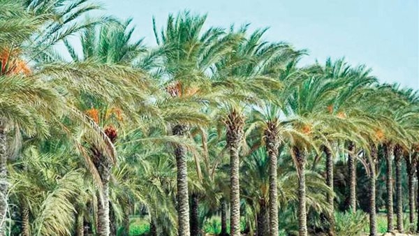 وزيرة البيئة تبحث الاستفادة من مخلفات النخيل لاستخدامها كوقود بديل بمصانع الأسمنت