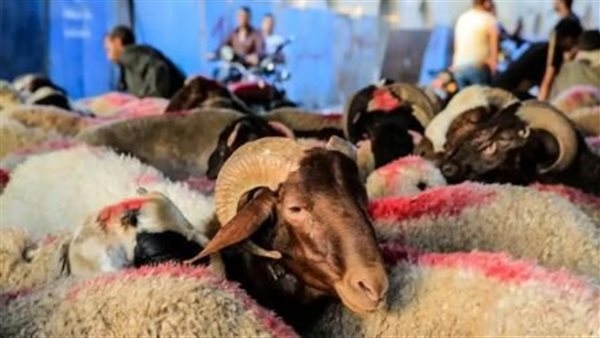 «12 ألف رأس ماشية».. طرح الأضاحي في منافذ وزارة الزراعة بتخفيضات تصل لـ30%