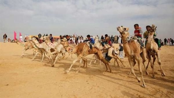الإسماعيلية تستعد لانطلاق مهرجان الهجن في نسخته الـ20