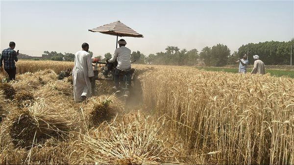 «الزراعة»: استنباط «قمح» قصير العمر يتم زراعته وحصاده خلال 150 يوما فقط