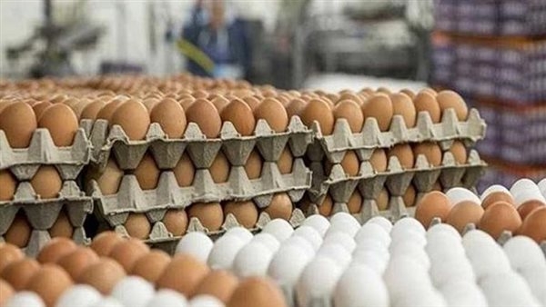 الشعبة: سعر طبق البيض بالمزارع 120 جنيهاً.. وننتج 950 ألف طبق فى اليوم