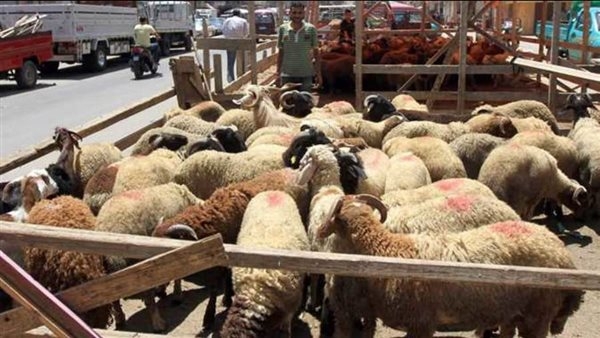 بـ 225 جنيهًا للكيلو.. خراف حية في شوادر وزارة التموين استعدادًا لعيد الأضحى