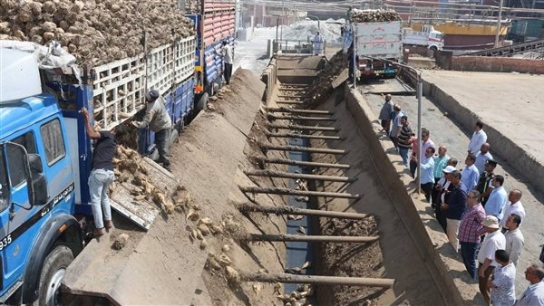 المنيا: رفع القدرة الاستيعابية بمصنع السكر إلى 7 آلاف طن بنجر يوميًا