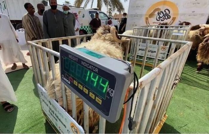 إقتصاد : السعودية تحدد موعد تطبيق آليات بيع المواشي الحية بالأوزان