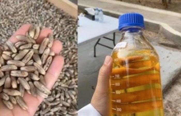 أخبار مصر : ماذا يحدث فى الجسم عند شرب منقوع نواة التمر.. فوائد مذهلة