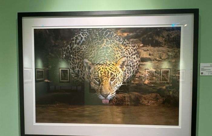 ثقافة : المصور الإماراتي خالد الحميري: أحب إبراز جمال الطبيعة والتصوير علمني الصبر