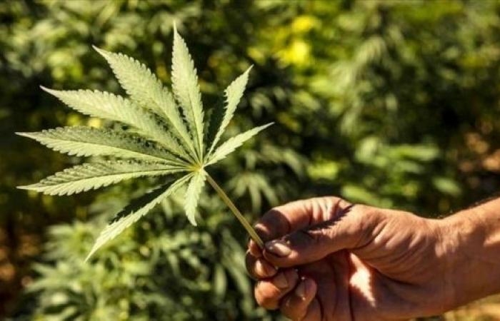 صحة : مختبر مغربي يستعد لإنتاج أول دواء محلي من القنب الهندي لعلاج الصرع