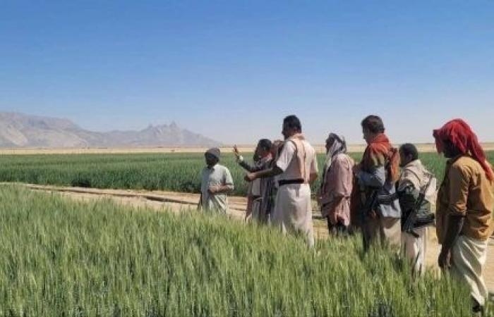 أخبار العالم : تقرير أممي: تراجع إنتاج الحبوب في اليمن 13 بالمئة