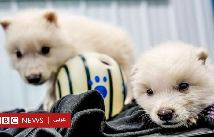 أخبار العالم : إحياء ذئب "لعبة العروش" المنقرض... ماذا يقول الخبراء؟