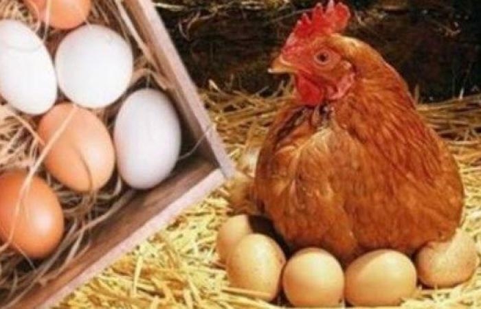 أخبار مصر : نزلت 20 جنيه .. مفاجأة في أسعار الدواجن والبانيه اليوم الخميس