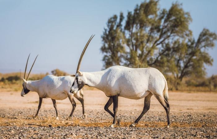 أخبار العالم : أيقونة صحراء الأردن..هكذا عادت حيوانات المها العربي من حافة الانقراض