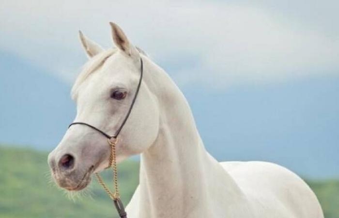إقتصاد : للعام التاسع على التوالي.. المملكة تتصدر دول العالم في إنتاج الخيل الأصيلة