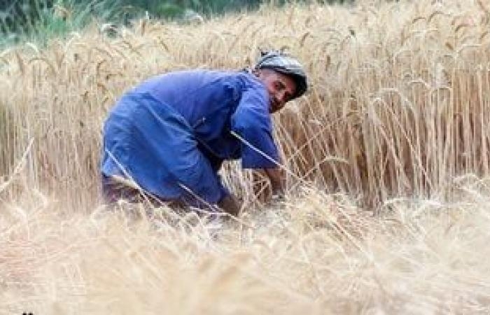 تقارير مصرية : توصيات عاجلة من الزراعة للمزارعين اليوم.. تعرف عليها
