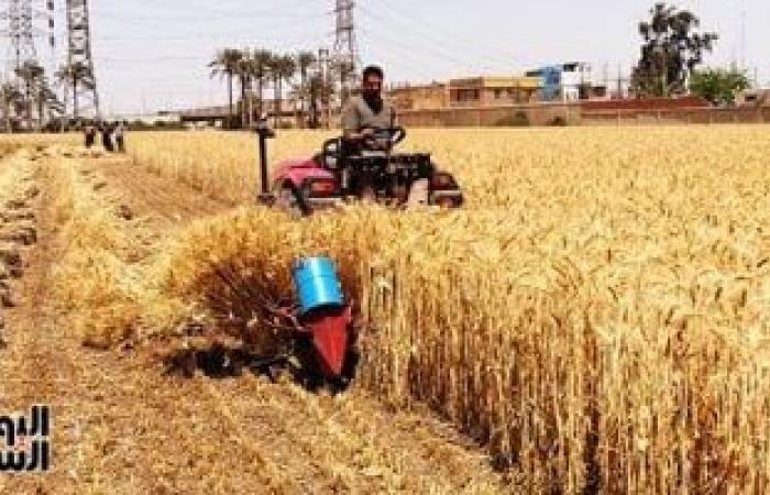 محافظات : زراعة القليوبية: 38455 فدان قمح ونستهدف توريد 48068.75 طن الموسم الحالى
