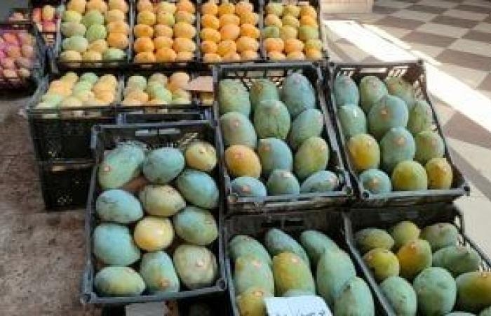 تقارير مصرية : توصيات عاجلة من الزراعة لمزارعى المانجو.. تعرف عليها