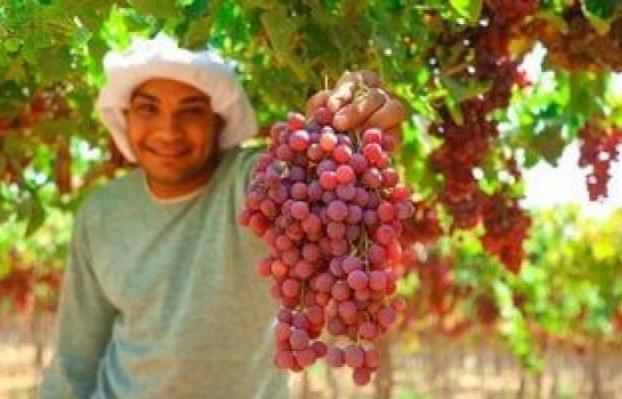 تقارير مصرية : ‎8 توصيات فنية لمزارعى العنب.. تعرف عليها