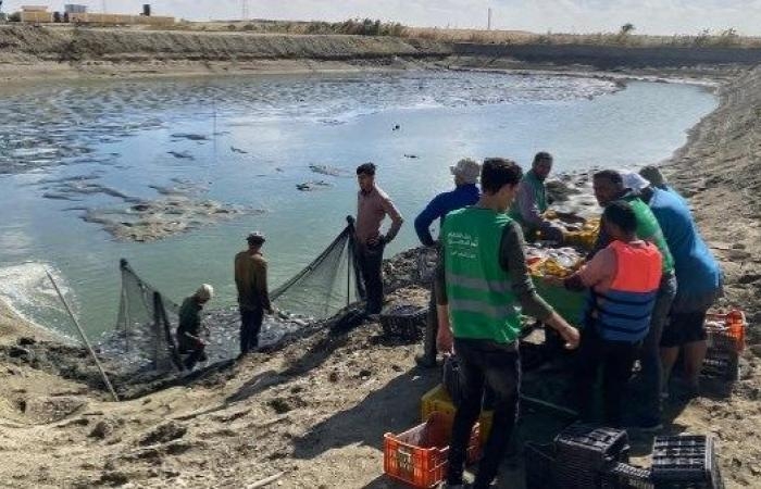 نجاح باكورة إنتاج مزارع الاستزراع السمكي.. وضبط 160 ألف علبة سجائر مجهولة المصدر
